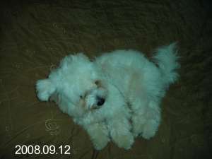 Bichon mascul pt imperechere