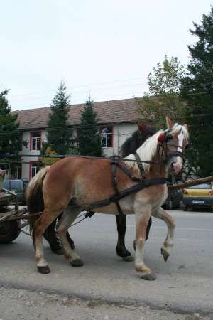 Vand cai