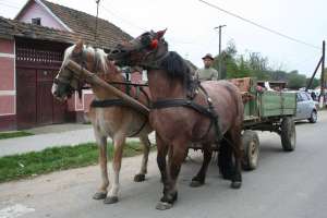 Vand cai