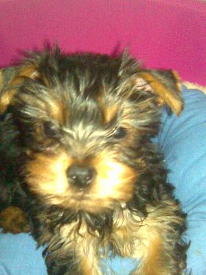 yorkshire terrier