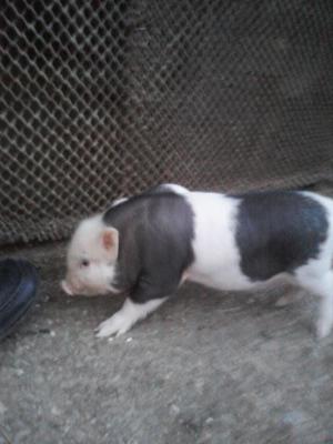 PORCI MANGALITA SI IEPURI DE RASA