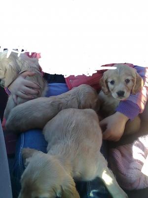 vand pui coker american spaniel