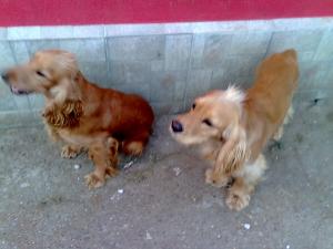 vand pui coker american spaniel