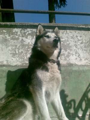 monta husky linie RUSIA
