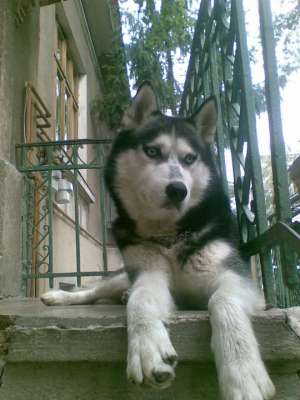 monta husky linie RUSIA