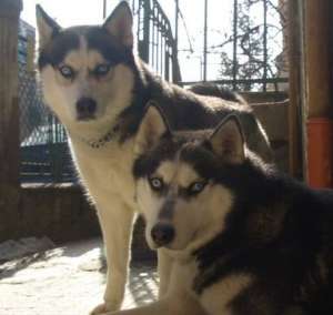 monta husky linie RUSIA