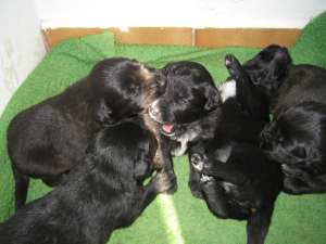 Adopta un catelus