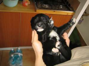 Adopta un catelus