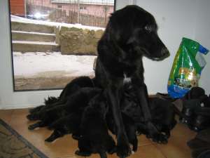 Adopta un catelus