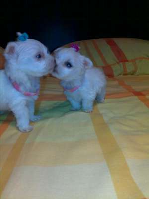 bichon maltez alb