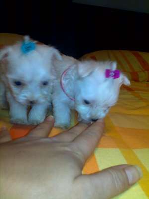 bichon maltez alb
