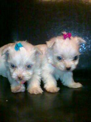 bichon maltez alb