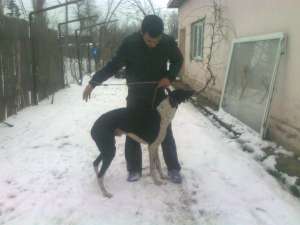 vand ogar englez