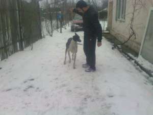 vand ogar englez