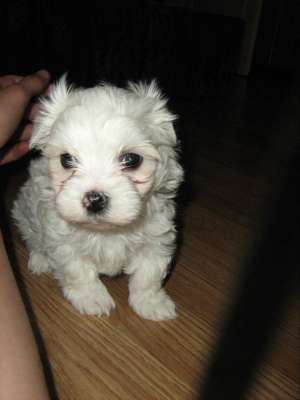 Vand bichon maltez