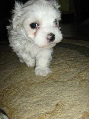 Vand bichon maltez