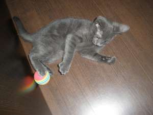 vand puiut albastru de rusia urgent!!!!