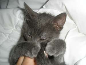 vand puiut albastru de rusia urgent!!!!
