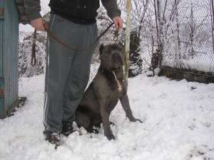catei cane corso