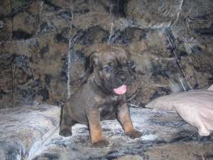 catei cane corso
