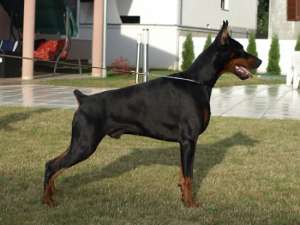 pui dobermann