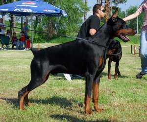 pui dobermann