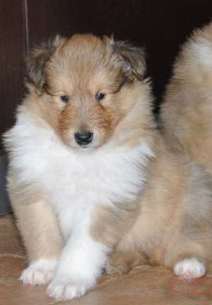 Pui collie disponibili