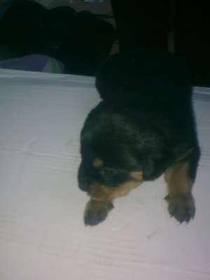 vand pui rotweiller