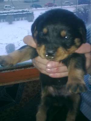 vand pui rotweiller