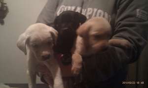 vand catei labrador retriever