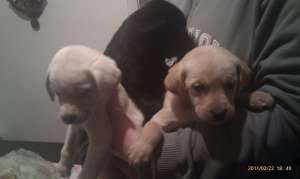 vand catei labrador retriever