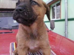 tosa inu