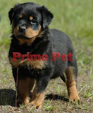 Rottweiler de Vanzare