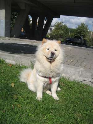 VAND CHOW CHOW