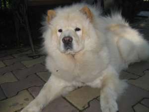 VAND CHOW CHOW