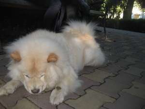 VAND CHOW CHOW