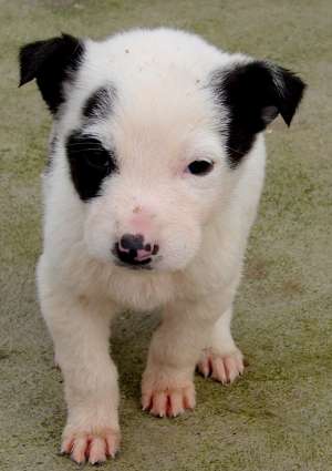 Adopta un catelus temporar
