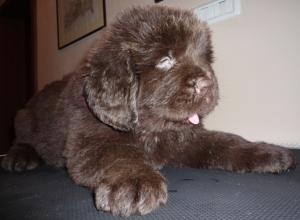 Vand catei rasa Terra Nova