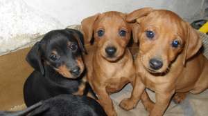 Vand pinscher pitic