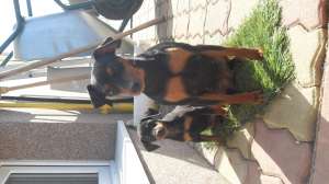 Vand pinscher pitic