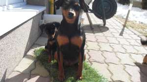 Vand pinscher pitic