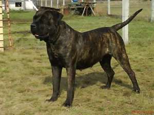 Presa Canario Excepti!