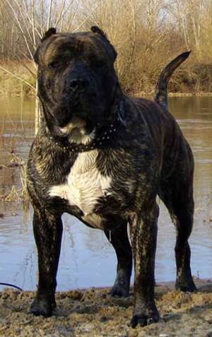 Presa Canario Excepti!