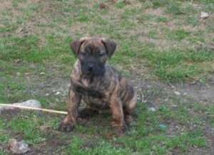Presa Canario Excepti!
