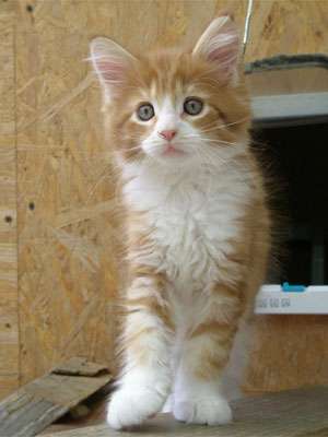 PUIUTI MAINE COON