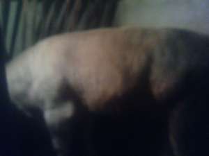 VAND BOU DE RASA