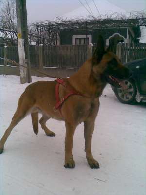 pui ciobanesc belgian malinois de vanzare