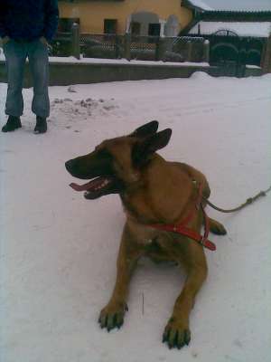 pui ciobanesc belgian malinois de vanzare