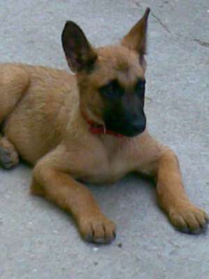 pui ciobanesc belgian malinois de vanzare