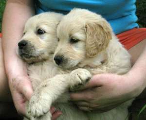 pui golden retriever